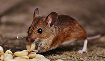 24 Hour & Emergency Exterminators in Jacksonville, PA